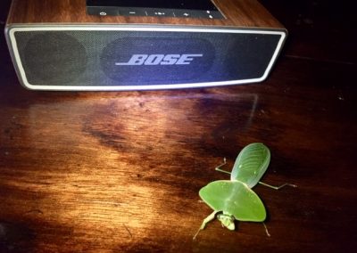 Bose Käfer